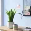 Snake Artificial Potted Plant - Room Essentials™ 2 Snake Artificial Potted Plant - Room Essentials™ -Room Essentials GUEST ca9737ab d9c9 41c9 80ff 00b0f0ff5180